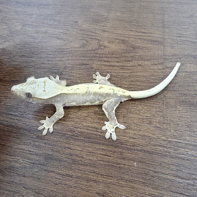 Lilly 100% Het Axanthic