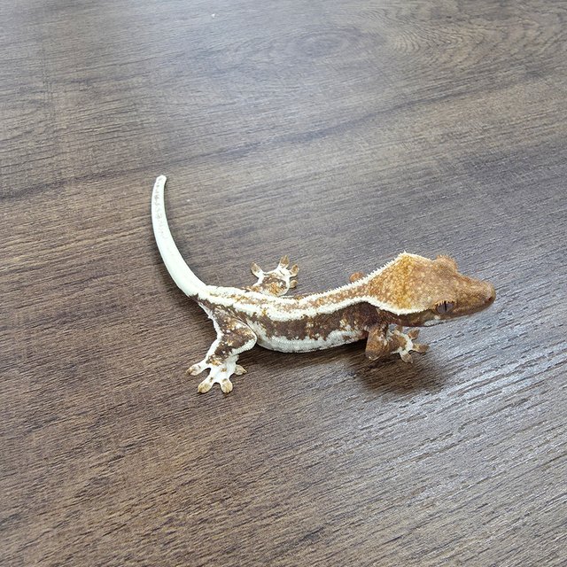 릴리100%헷아잔틱