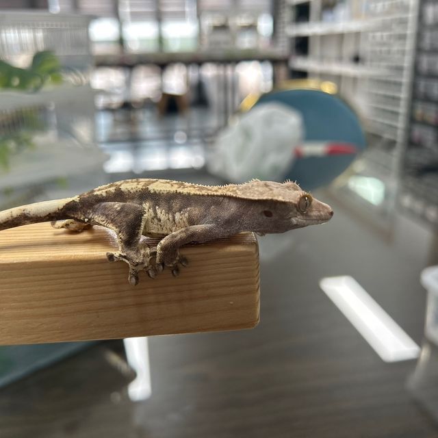 카푸치노