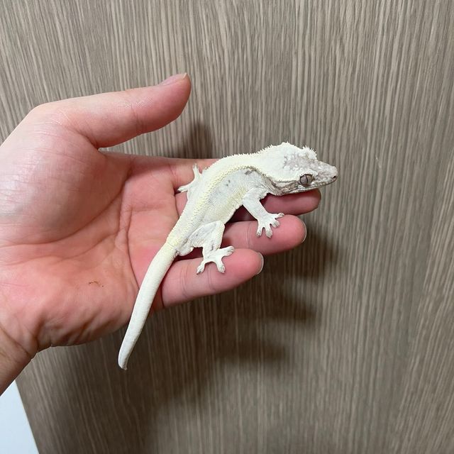 릴리 세이블