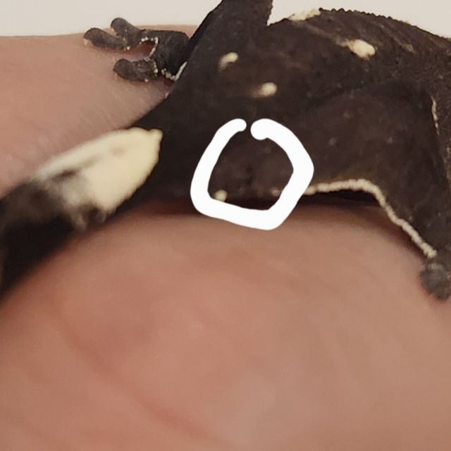 아잔틱