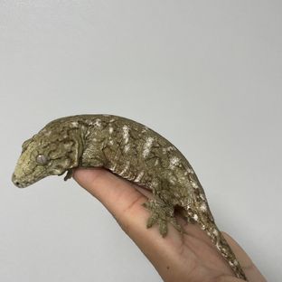 누아나