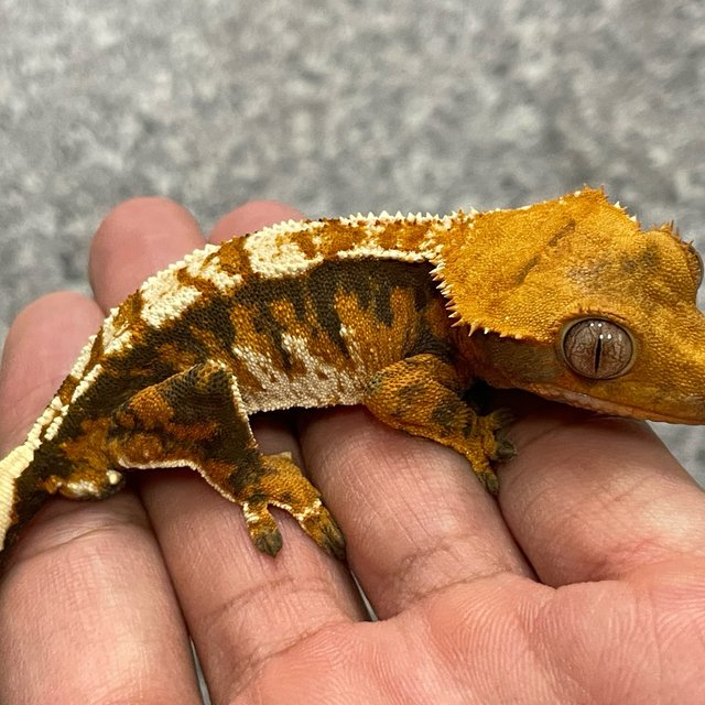 텐저린 트라이 익스트림할리퀸