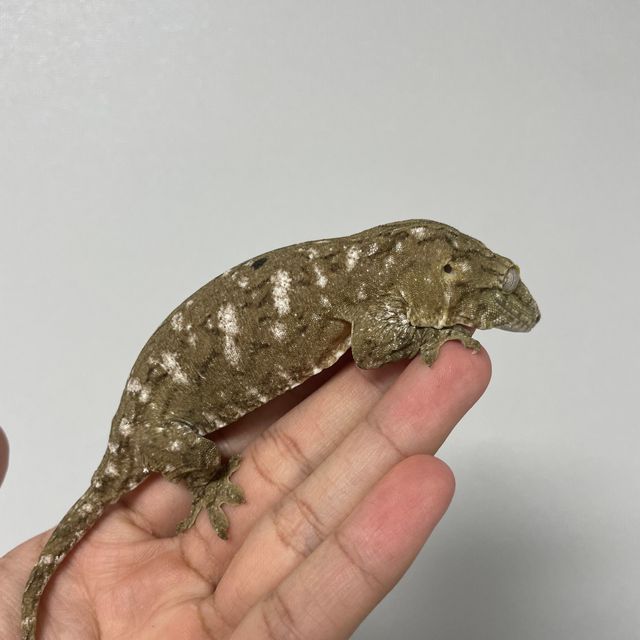 누아나