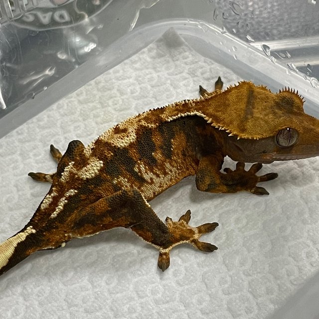 텐저린 트라이 익스트림할리퀸