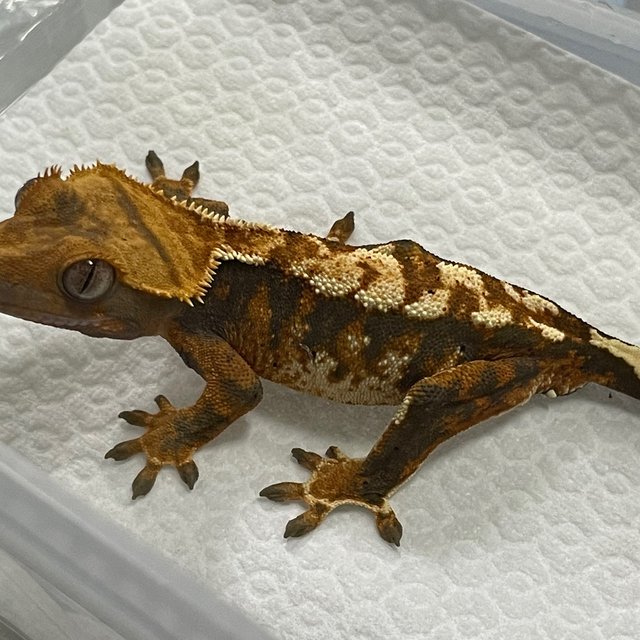 텐저린 트라이 익스트림할리퀸