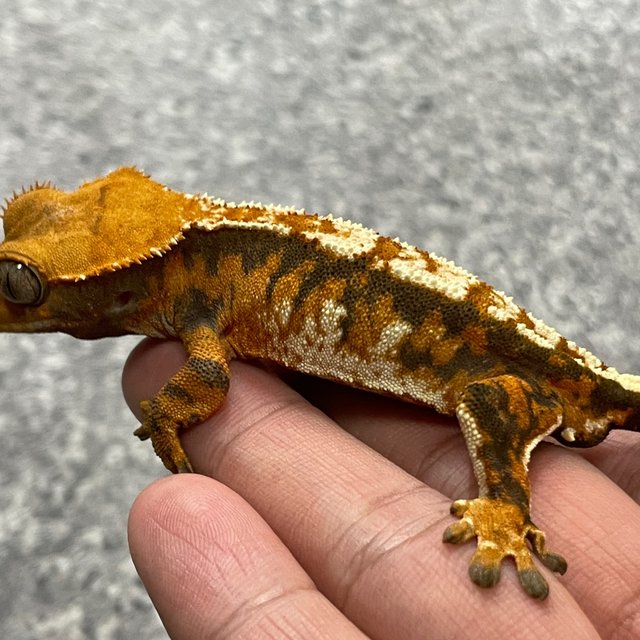 텐저린 트라이 익스트림할리퀸