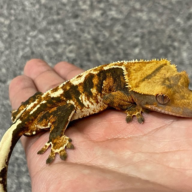 텐저린 트라이 익스트림할리퀸