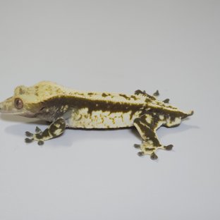 노멀 드리피 화이트스팟