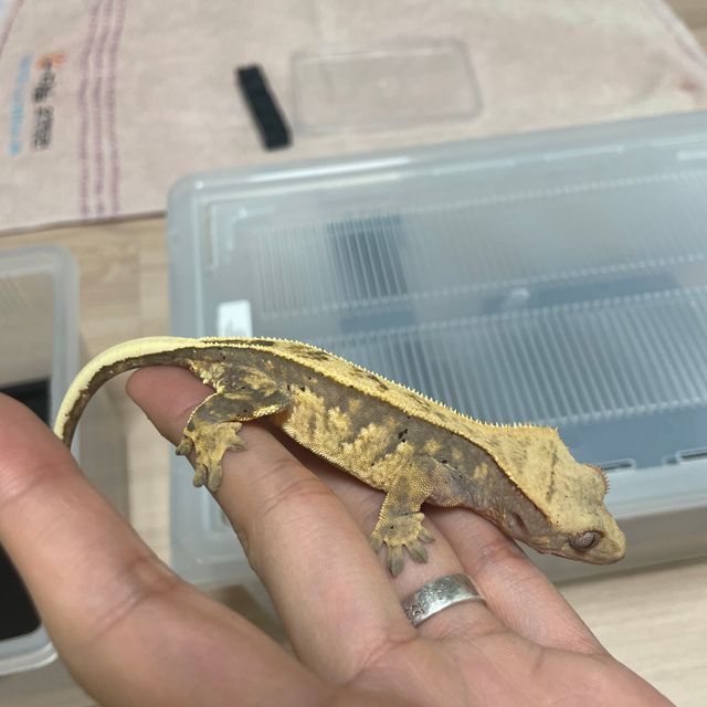 풀핀 핀스트라이프 트라이 달마시안 엑조틱