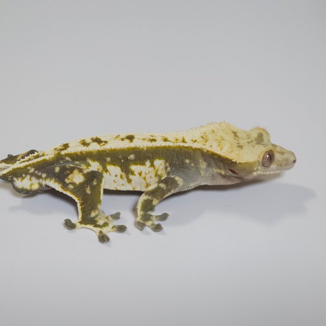 노멀 드리피 화이트스팟