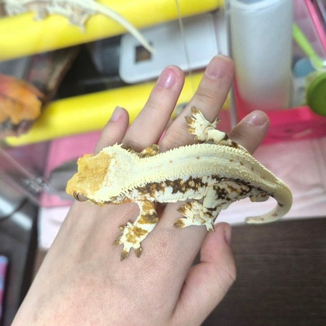 릴리화이트 릴리100%헷아잔틱 100%헷아잔틱 화이트