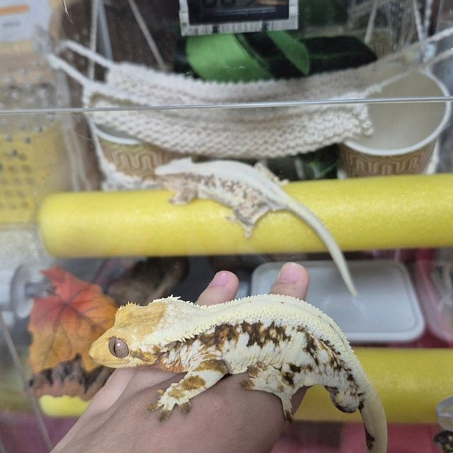 릴리화이트 릴리100%헷아잔틱 100%헷아잔틱 화이트