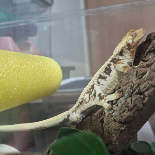 릴리화이트 릴리100%헷아잔틱 100%헷아잔틱 화이트