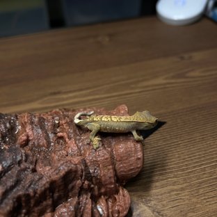익스트림할리퀸