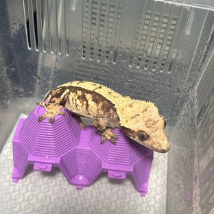 트라이 익스트림할리퀸 노멀