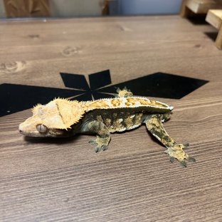 노멀 트라이 익스트림할리퀸