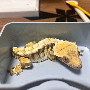 노멀 트라이 익스트림할리퀸