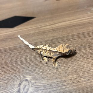 트라이 익스트림할리퀸 노멀