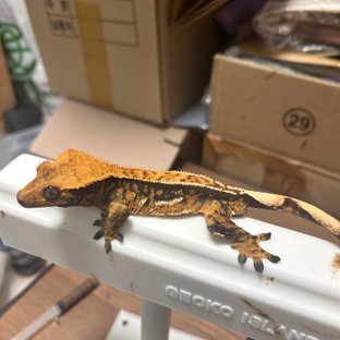 트라이 익스트림할리퀸 노멀 텐저린 타이거