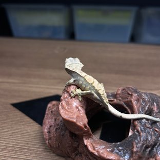 익스트림할리퀸