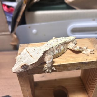 크림 릴리화이트