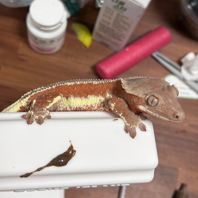 레드 팬텀 릴리화이트