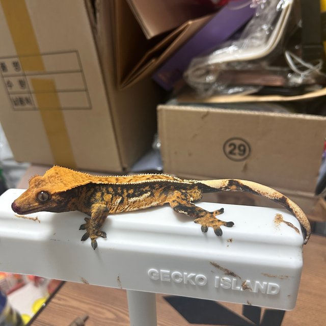 트라이 익스트림할리퀸 노멀 텐저린 타이거