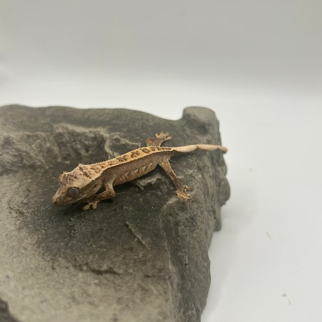 노멀 크림 크림시클