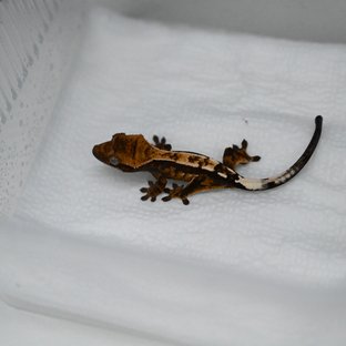 세이블 100%헷아잔틱