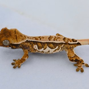 HatchLab-8