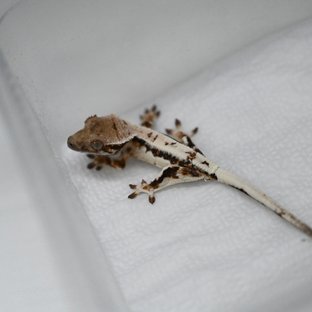 릴리 세이블 100%헷아잔틱 세이블 릴리화이트