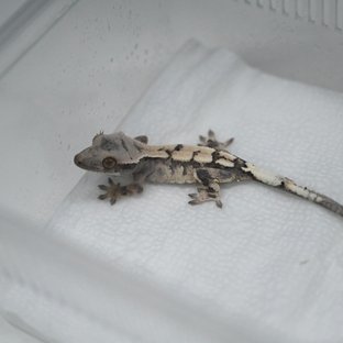 세이블 100%헷아잔틱