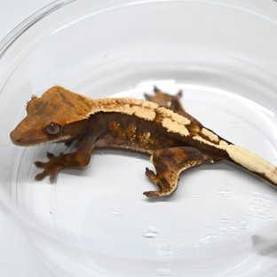 세이블 100%헷아잔틱