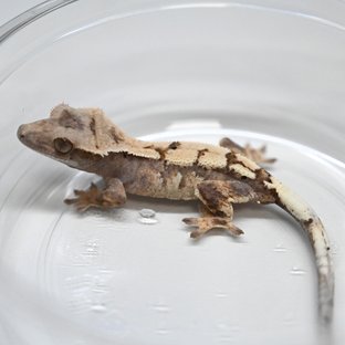 세이블 100%헷아잔틱