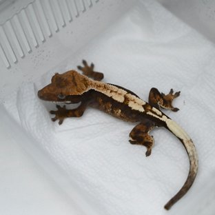 세이블 100%헷아잔틱