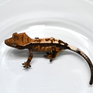 세이블 100%헷아잔틱