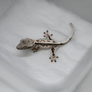 릴리 세이블 100%헷아잔틱 세이블