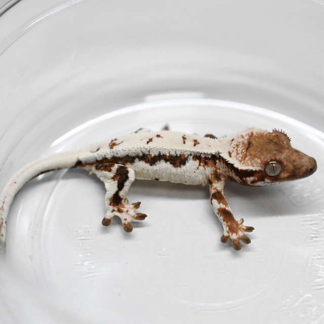 릴리 세이블 100%헷아잔틱 세이블 릴리화이트