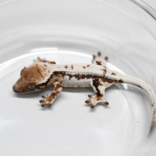 릴리 세이블 100%헷아잔틱 세이블 릴리화이트