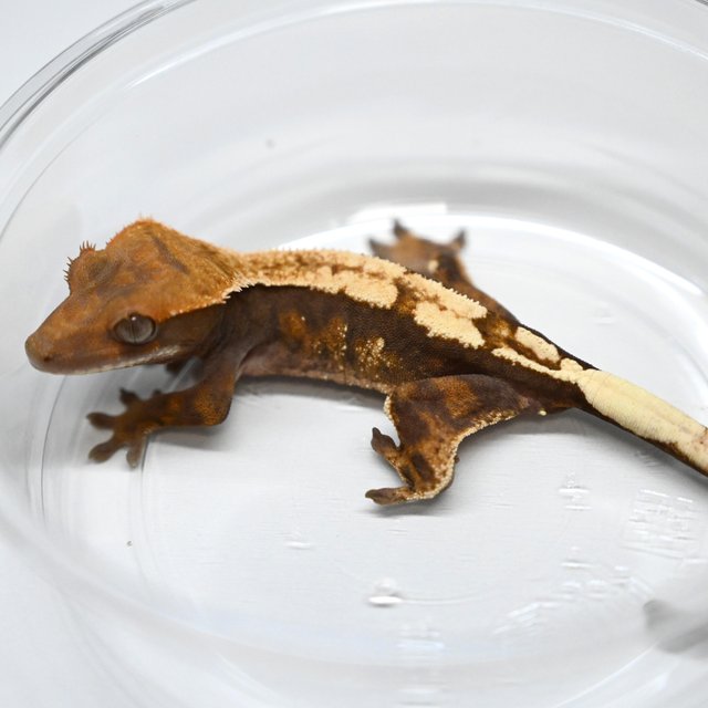 세이블 100%헷아잔틱