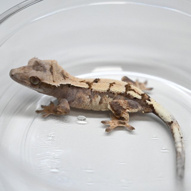 세이블 100%헷아잔틱