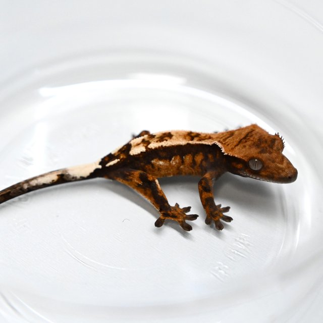 세이블 100%헷아잔틱