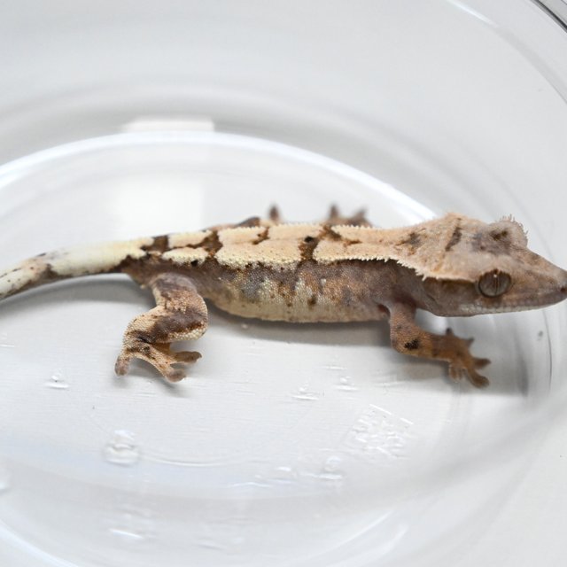 세이블 100%헷아잔틱