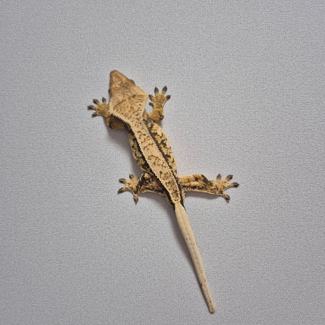 핀스트라이프 트라이