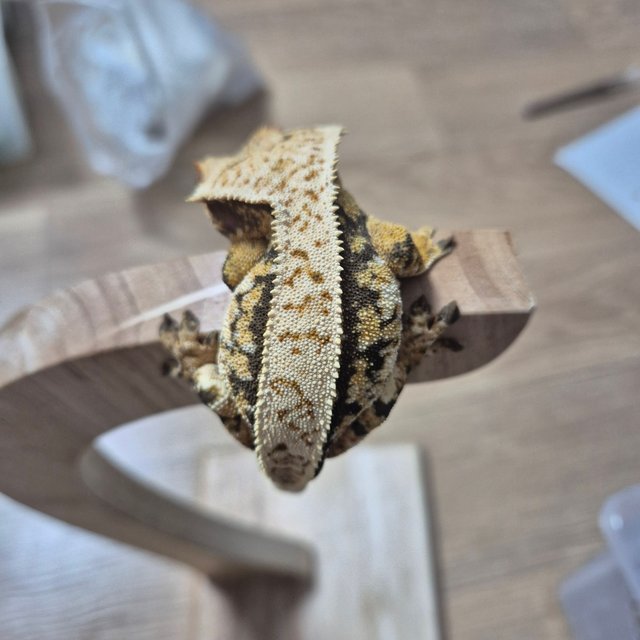 핀스트라이프 트라이