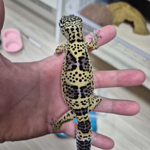 블랙나이트 다크