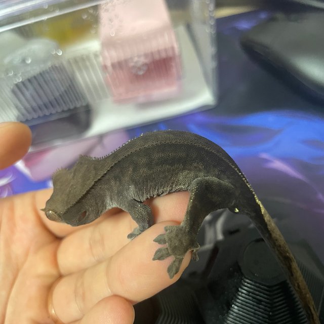 챠콜 다크 팬텀 카푸치노