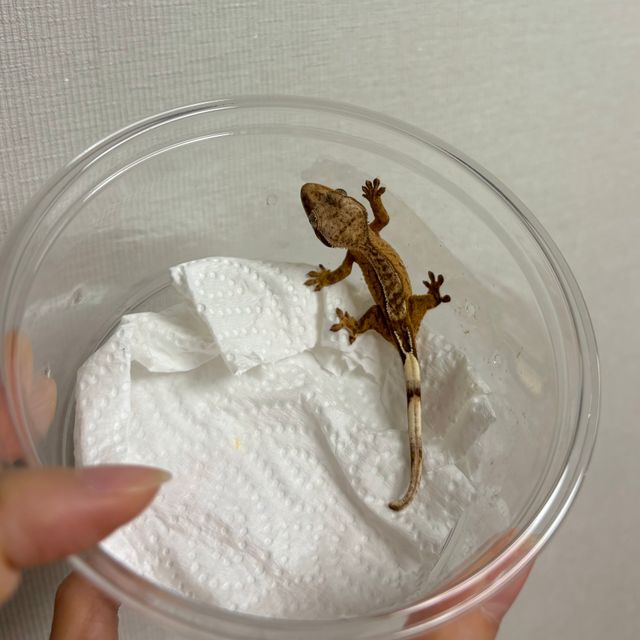 스트로베리 옐로우
