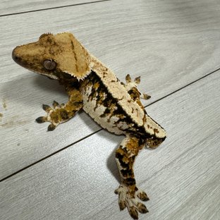 트라이 익스트림할리퀸